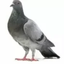 control-de-palomas-en-malaga