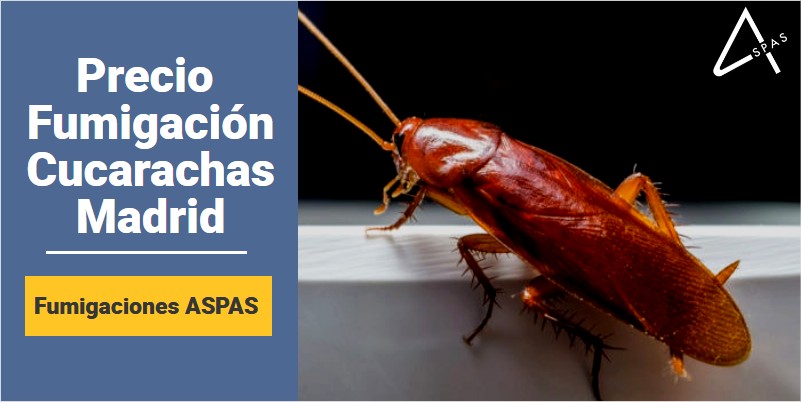 operador pobreza Mucho bien bueno ▷ ¿Cuál es el Precio de Fumigar Cucarachas en Madrid?